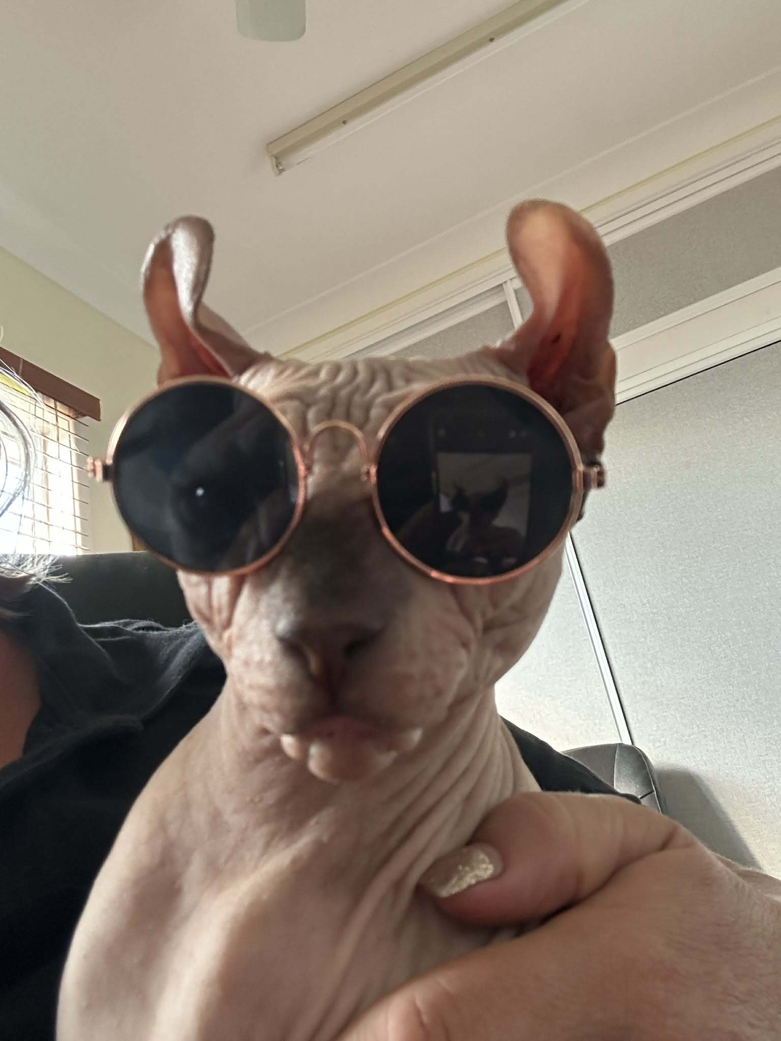 Sir Dobby the Elf Cat