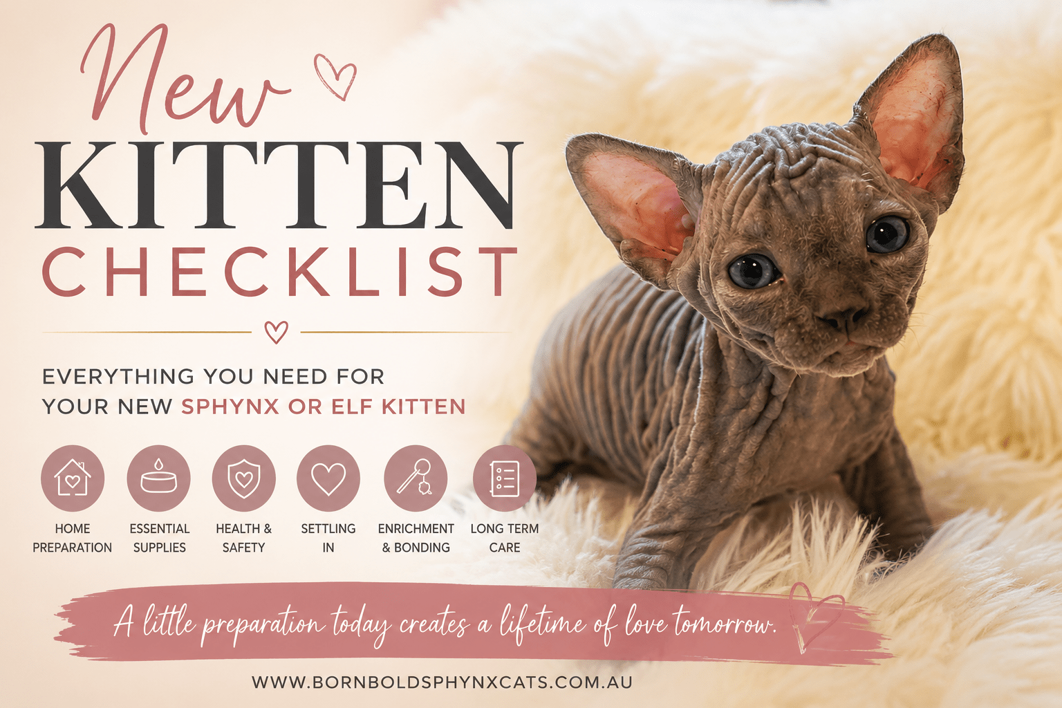 Born Bold kitten advising on checklist required for new kitten owners