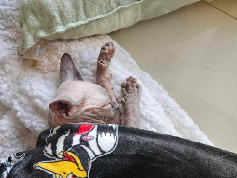 Kitten in his new home at 12 weeks loving a nap