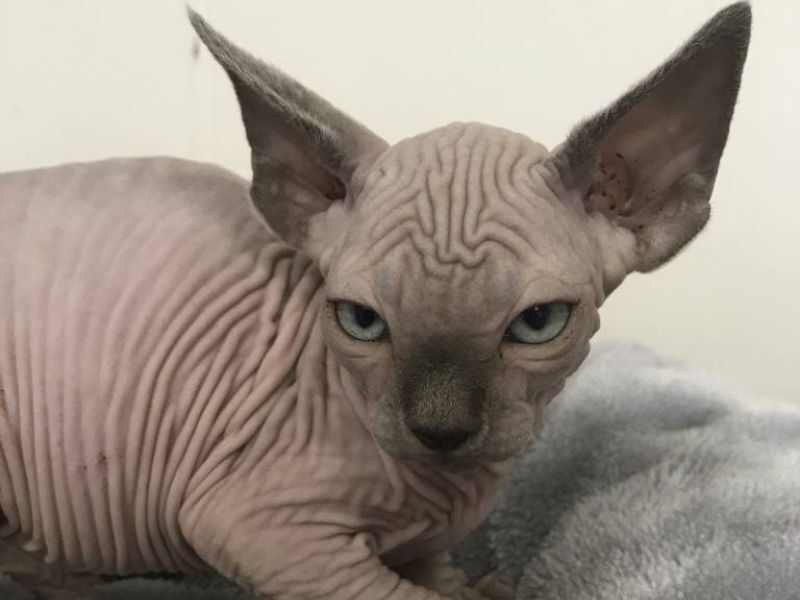Blue sepia Sphynx kitten