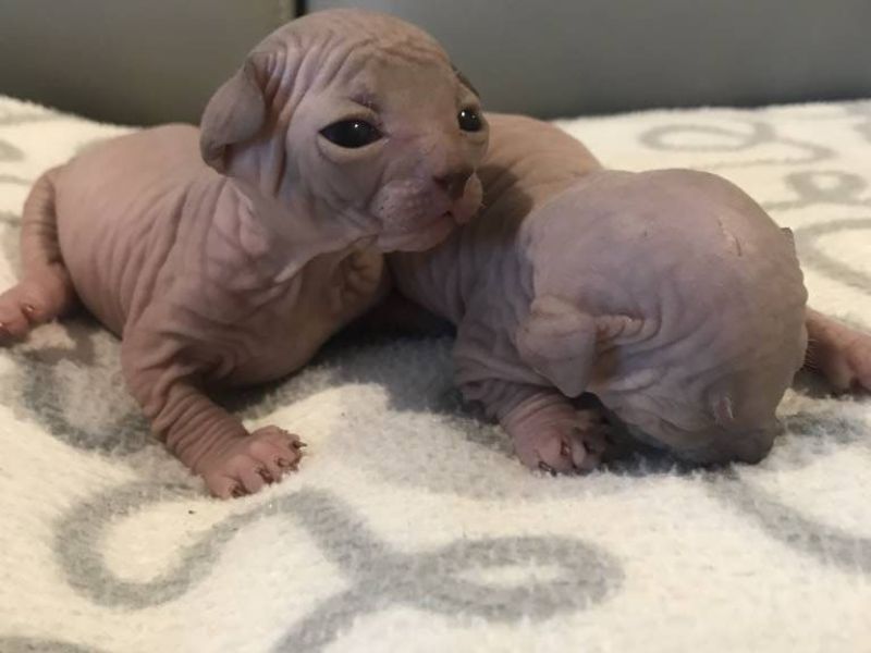 Baby steps for 2 week old Sphynx kittens