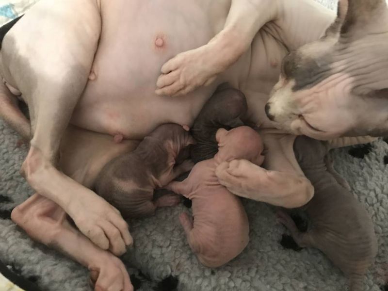 Sphynx Queen Best Show RU Quirita with her kittens