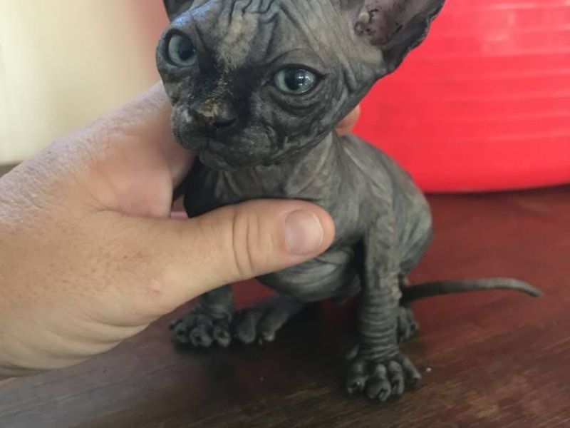 Born Bold Almira a Black Tortie girl kitten