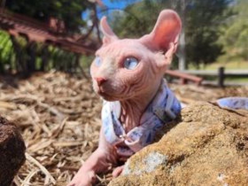 Dominant Blue Eyed Elf boy in his new home in Lismore NSW