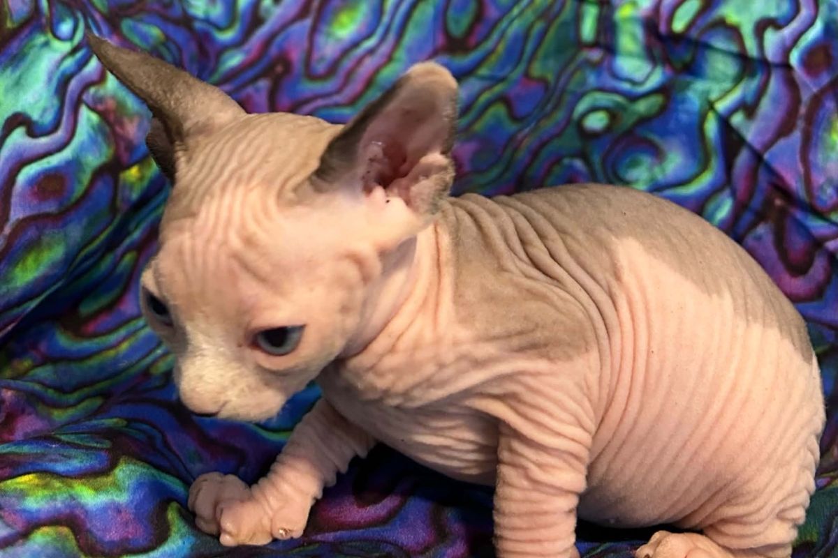 Born Bold Kitten
