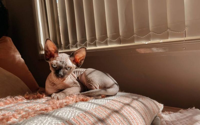 One of our beautiful Sphynx kittens resting in their new home
