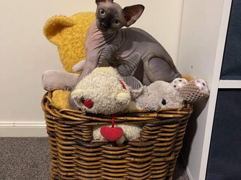 Seal mink Sphynx kitten in his new home