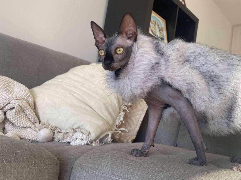 Well dressed Seal Sphynx kitten from Born Bold