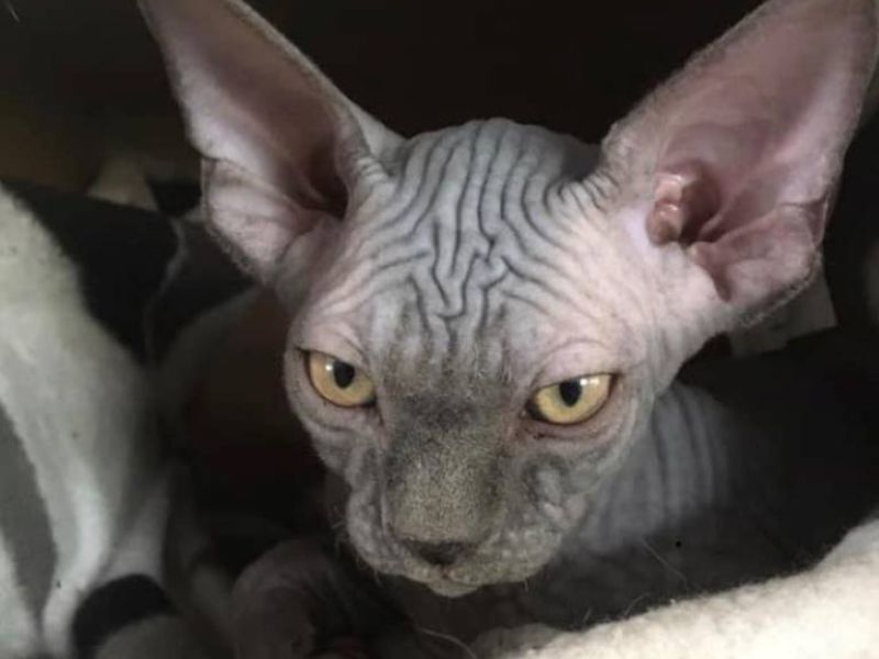 "Orion" in his new home with friends in Melbourne Sphynx Cat