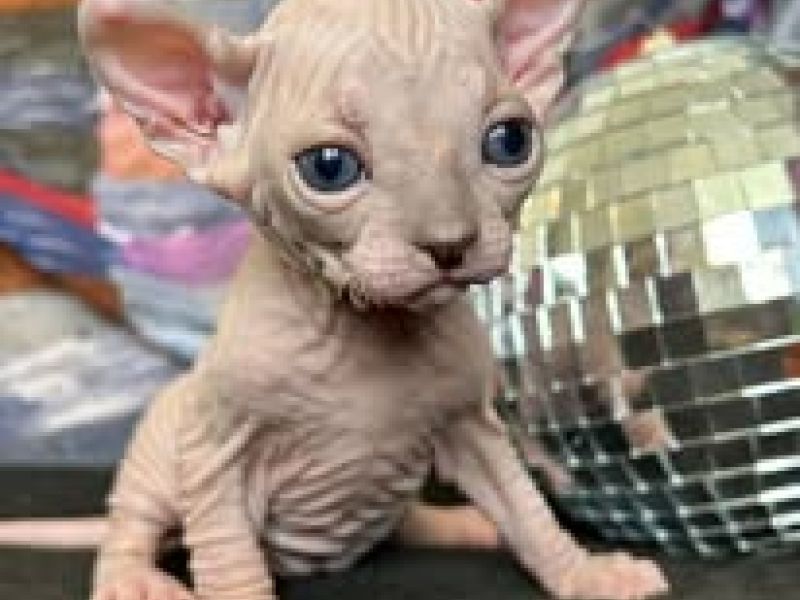 Elf kitten at 5 weeks old