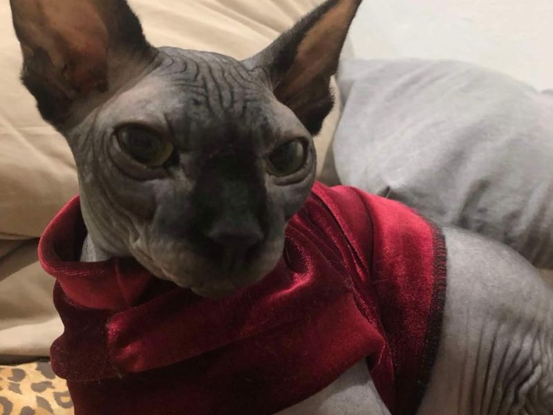 Well dressed Seal Kitten from Born Bold