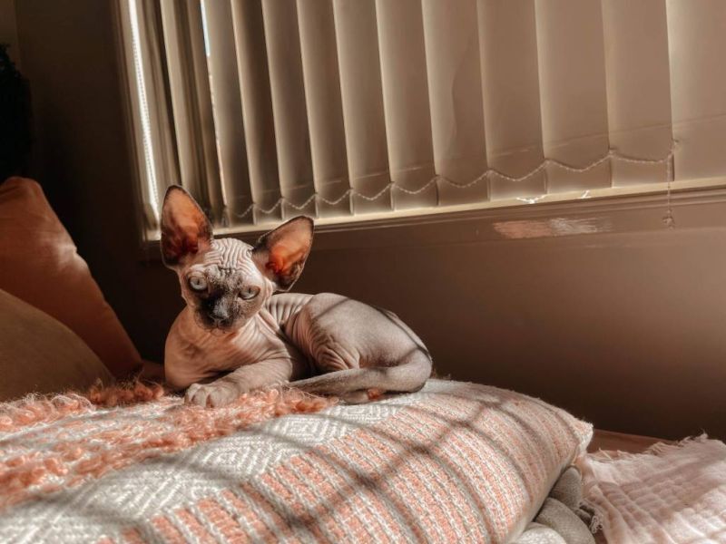 Sphynx kitten resting in her new home