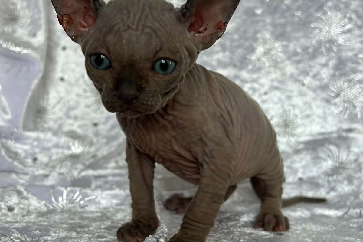 Sphynx Boy at 5 Weeks