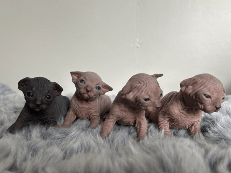 Litter of Sphynx kittens at 3 weeks old
