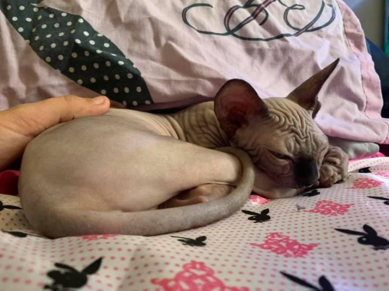 Sphynx kitten resting and being patted in her new home