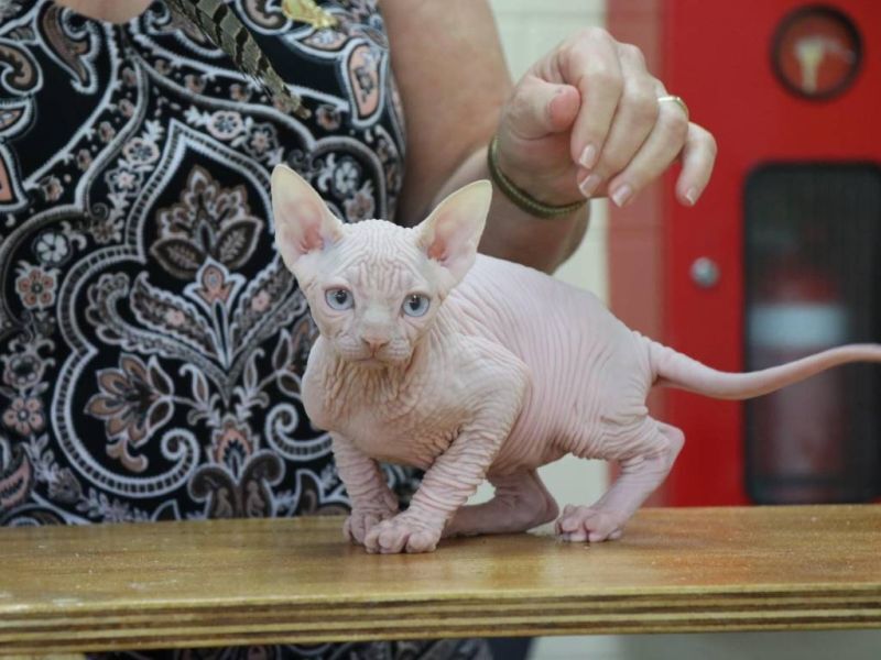 Born Bold Demetrios showing as a Sphynx Kitten