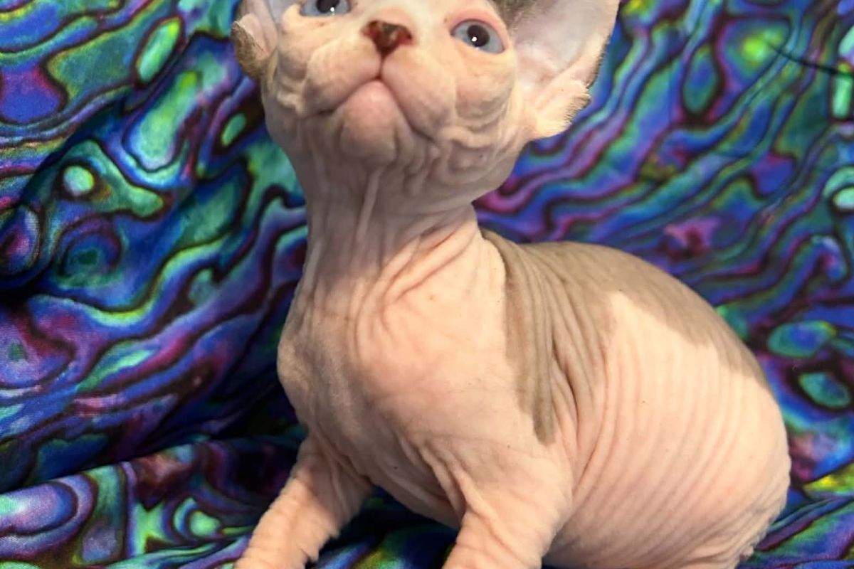 Born Bold Kitten