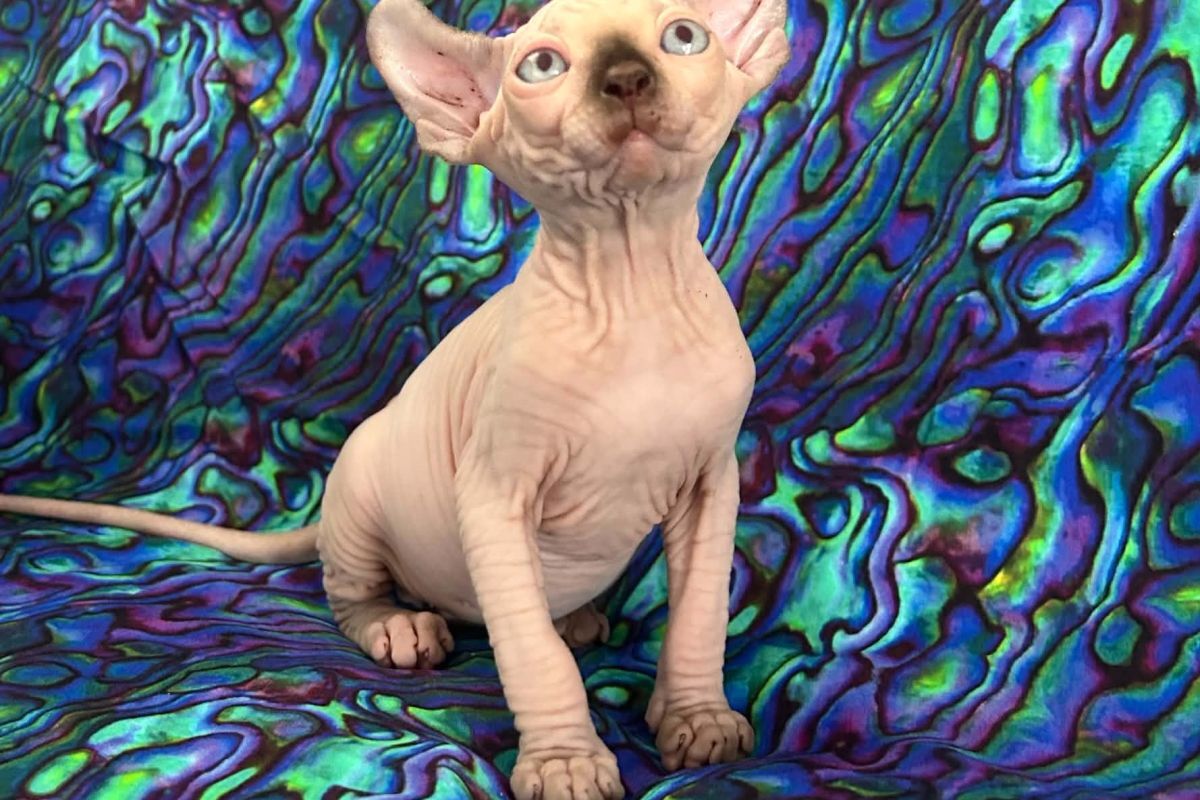 Born Bold Kitten